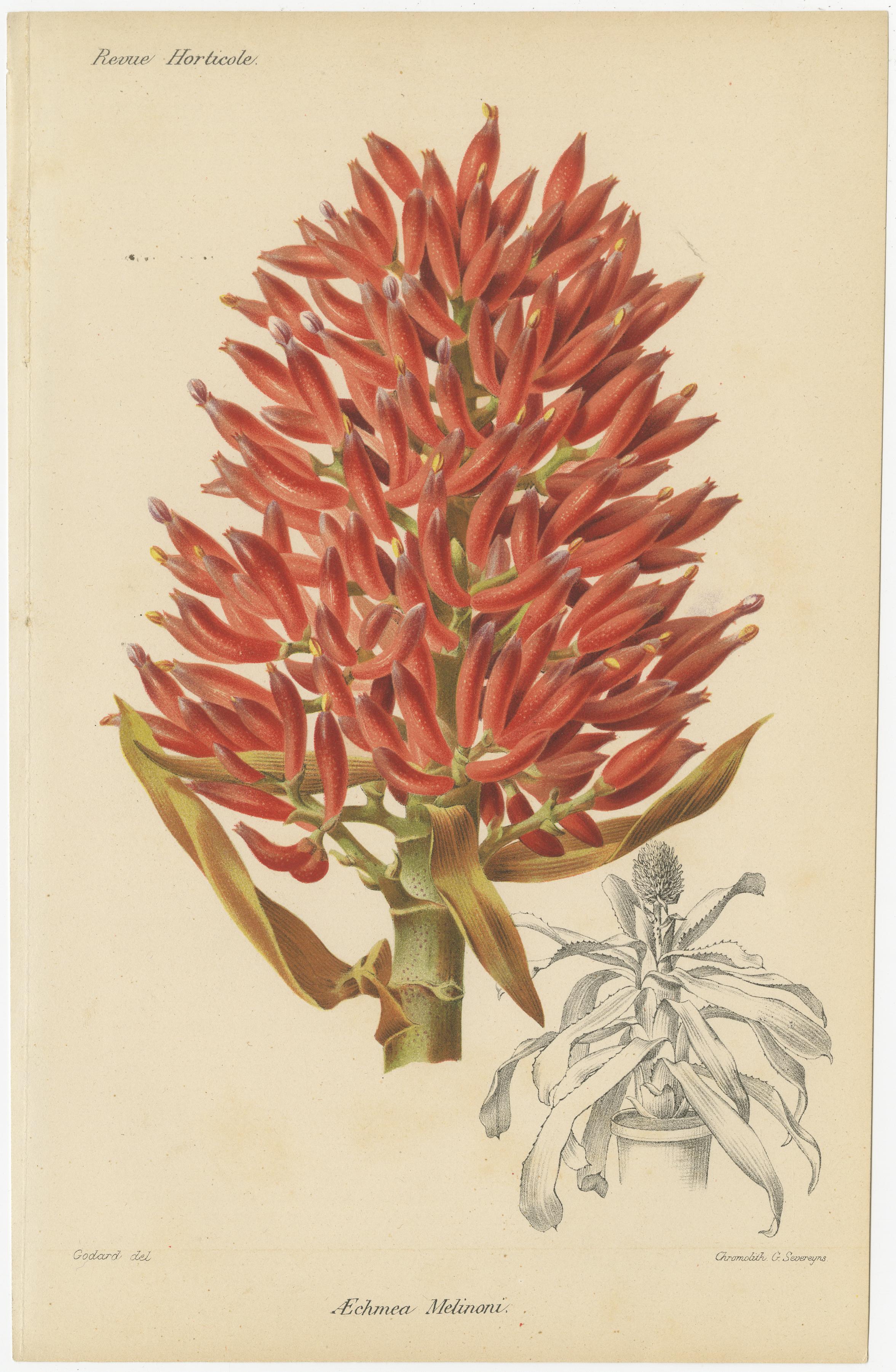 Mid-19th Century Exotic Splendor: Hartweg's Sage, Flaming Torch, and Melinoni's Bromeliad, c.1855 For Sale