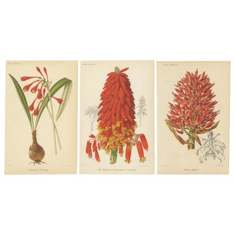 Exotic Splendor: Hartweg's Sage, Flaming Torch, and Melinoni's Bromeliad, c.1855