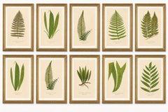 Exotic Victorian Fern Lithograph Collection with English Species Names, 1856