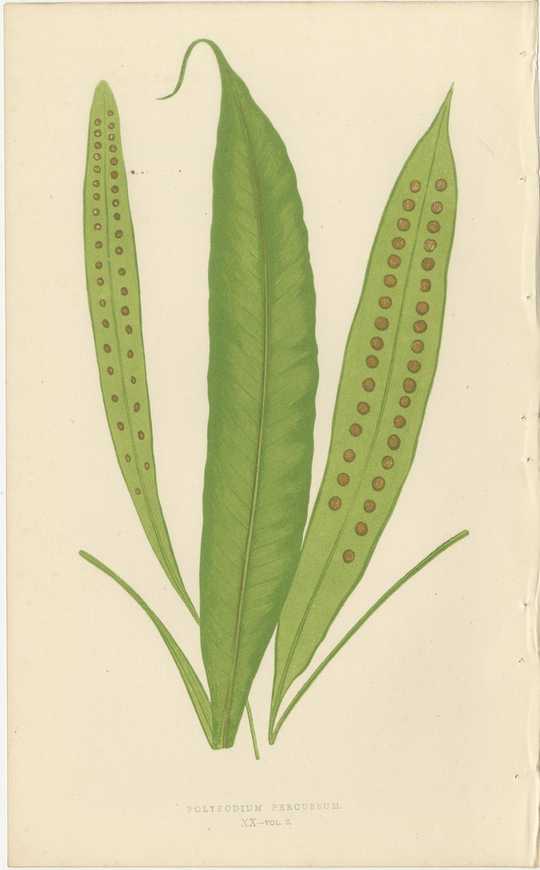 kaktus lilienthal Cereus peruvianus