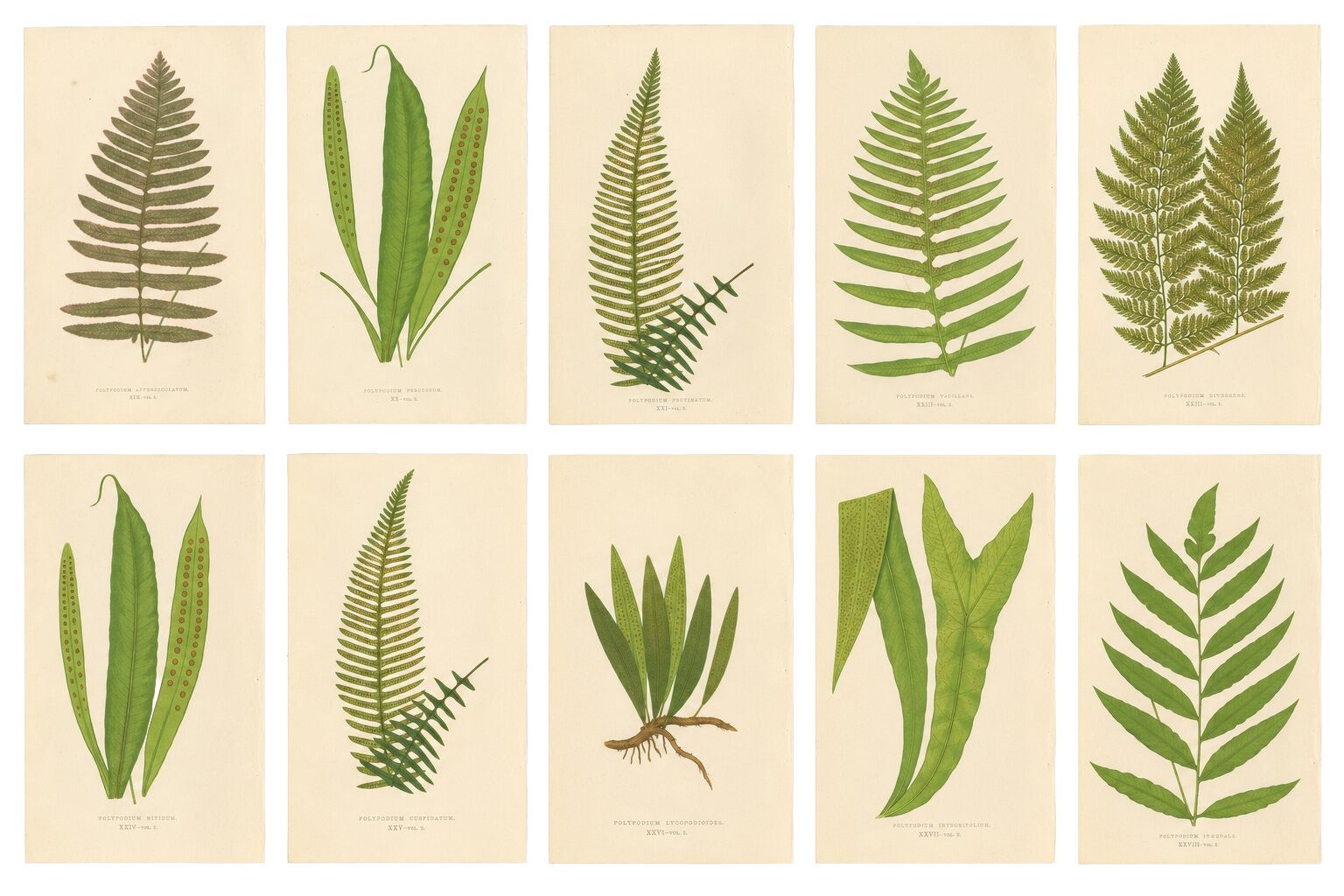 Exotic Victorian Fern Lithograph Collection with English Species Names, 1856