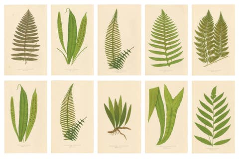 Exotic Victorian Fern Lithograph Collection with English Species Names, 1856