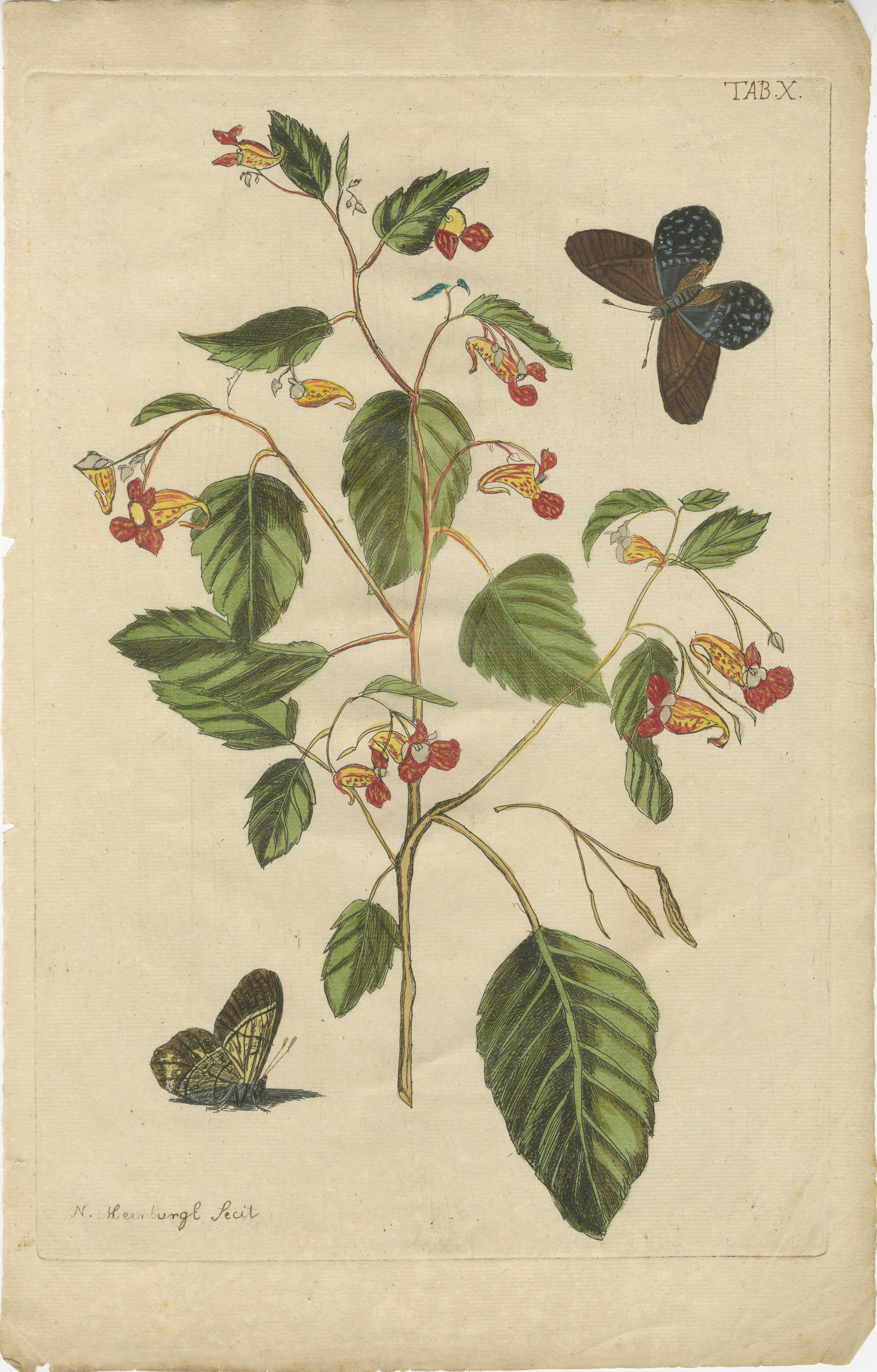 Title: Exotic Wildflower with Butterflies – Rare Botanical Engraving by Meerburgh, 1775

Description:
This exquisite hand-colored botanical print, marked Tab. X, comes from the 1775 first edition of *Afbeeldingen van Zeldzaame Gewassen* (Images of