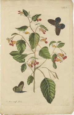 Exotic Wildflower with Butterflies – Rare Botanical Engraving by Meerburgh, 1775