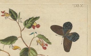 Exotic Wildflower with Butterflies, Rare Botanical Engraving by Meerburgh, 1775, view 3