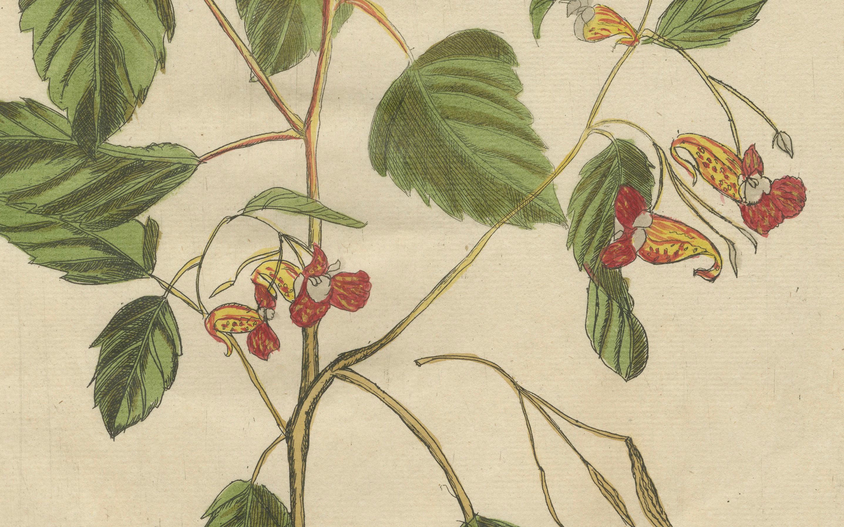 Exotic Wildflower with Butterflies – Rare Botanical Engraving by Meerburgh, 1775 In Good Condition For Sale In Langweer, NL