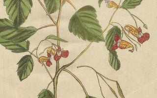 Exotic Wildflower with Butterflies, Rare Botanical Engraving by Meerburgh, 1775, view 5