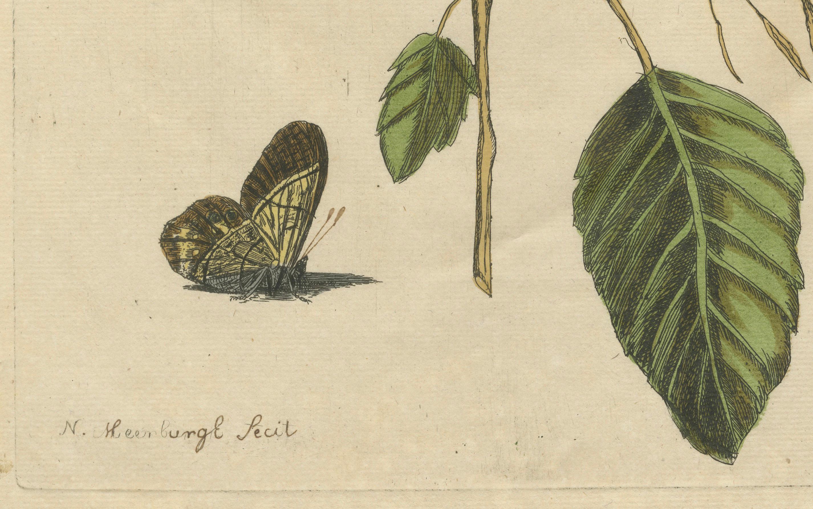 18th Century Exotic Wildflower with Butterflies – Rare Botanical Engraving by Meerburgh, 1775 For Sale