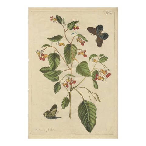 Exotic Wildflower with Butterflies – Rare Botanical Engraving by Meerburgh, 1775
