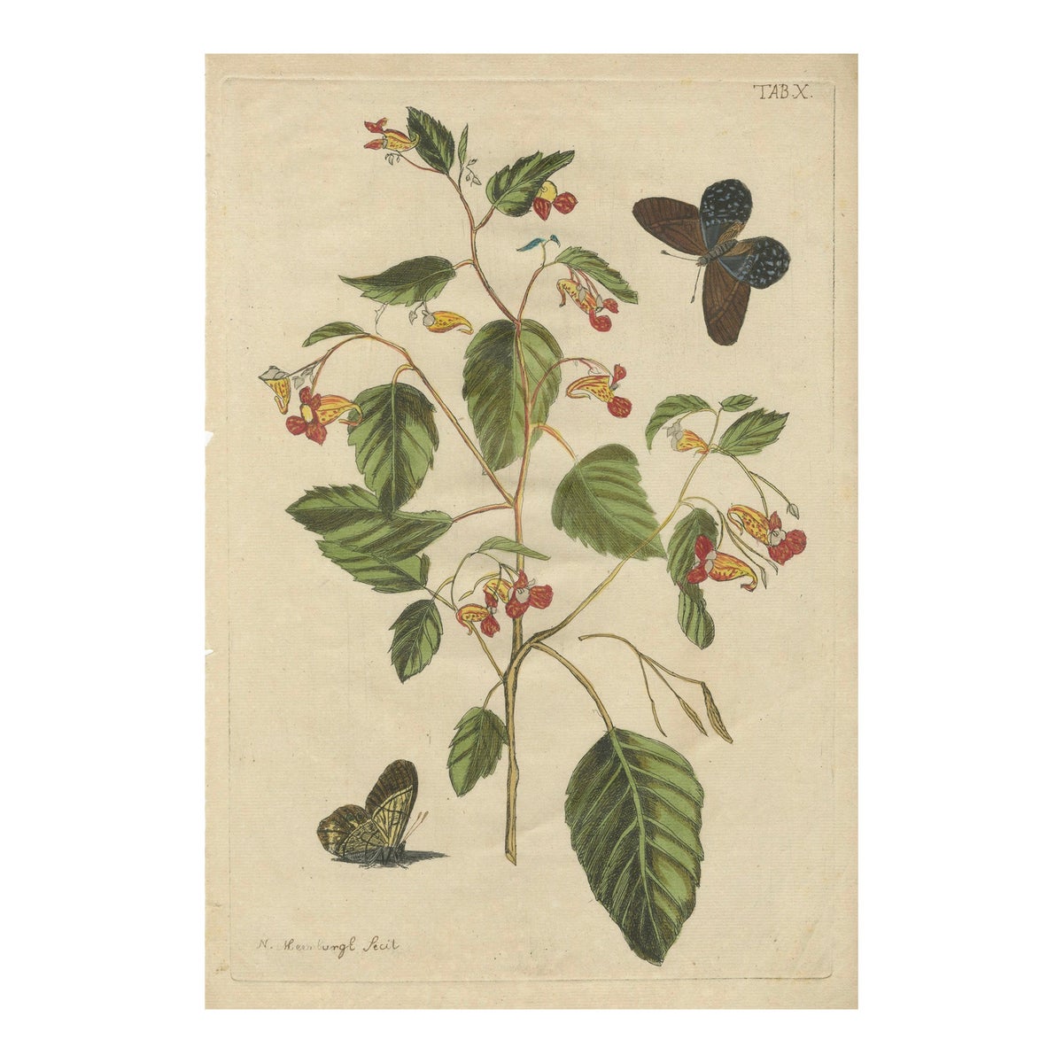 Exotic Wildflower with Butterflies, Rare Botanical Engraving by Meerburgh, 1775