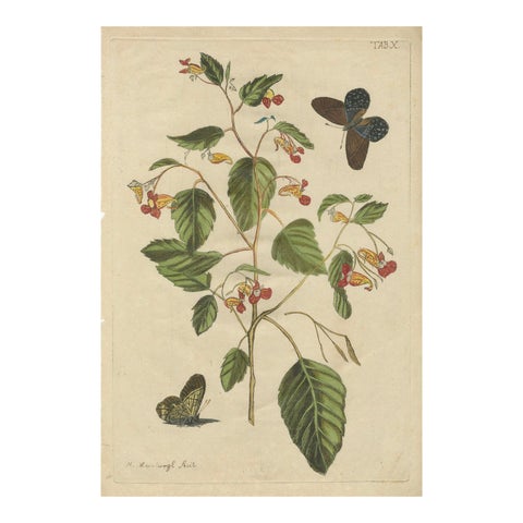 Exotic Wildflower with Butterflies, Rare Botanical Engraving by Meerburgh, 1775