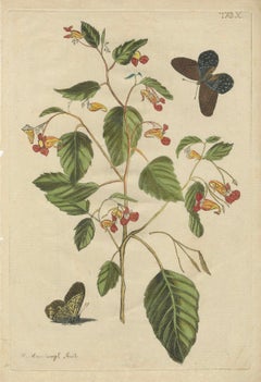 Exotic Wildflower with Butterflies – Rare Botanical Engraving by Meerburgh, 1775