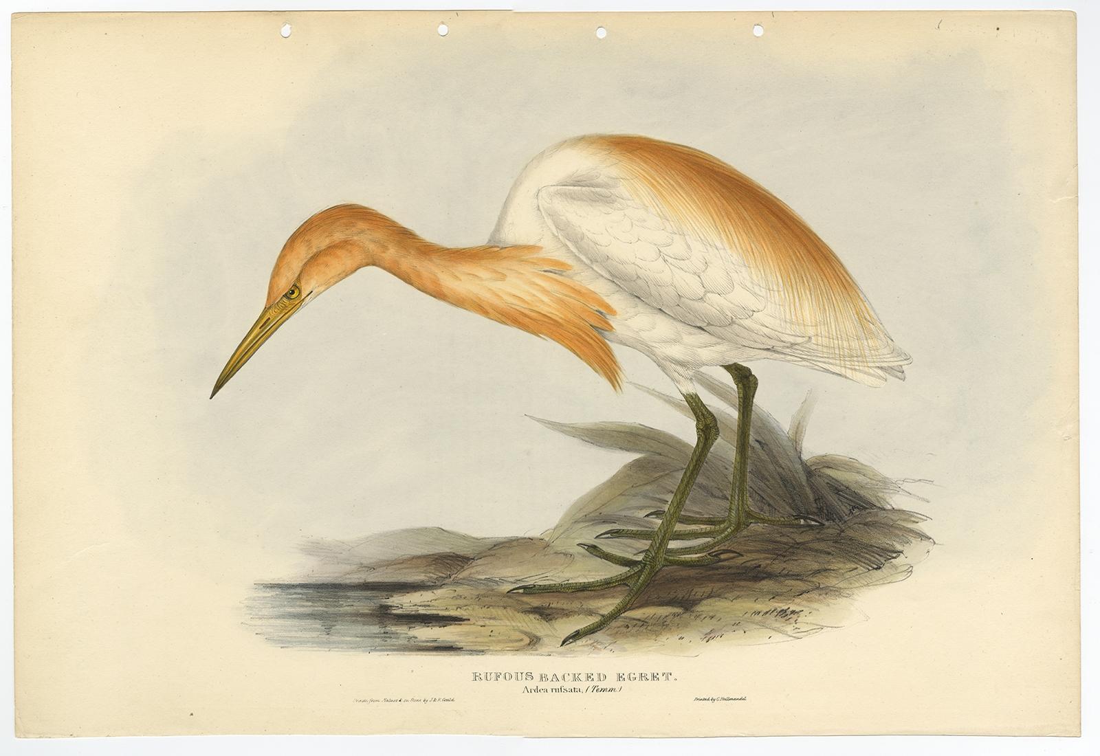 Antique bird print titled 'Rufous Backed Egret (Ardea russata).' 

This plate shows the Cattle Egret (Bubulcus ibis). Expertly hand-coloured. John Gould: 