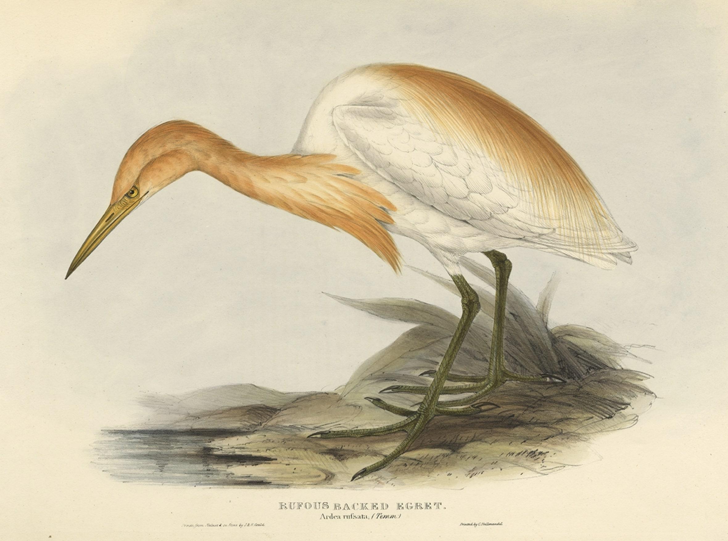 Expertly Hand-Coloured Antique Bird Print of the Cattle Egret, 1832 In Good Condition In Langweer, NL