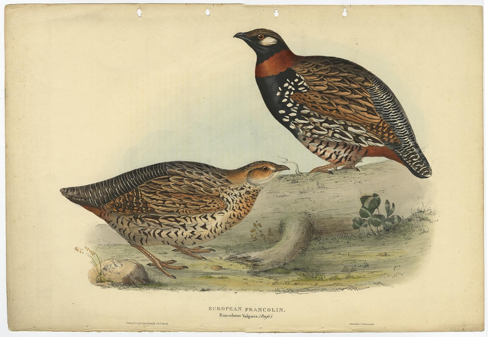 Antique print, titled: 'European Francolin (Francolinus vulgaris).' 

This plate shows the black francolin (Francolinus francolinus). Expertly hand-coloured. John Gould: 