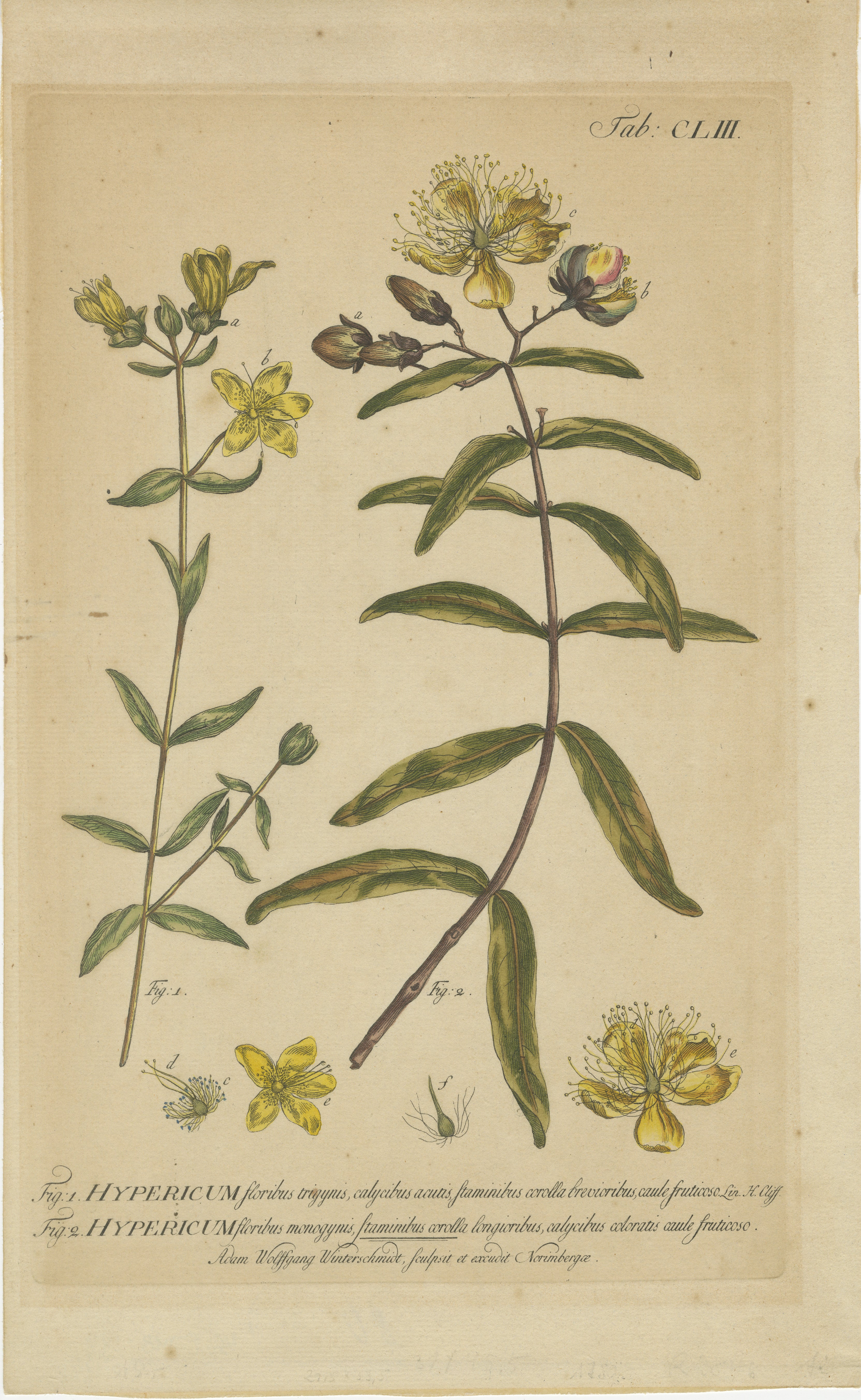 Un'incisione in rame di piante di Iperico, comunemente noto come St. Johns, tratta dall'influente opera di Philip Miller, *Figures of the Most Beautiful, Useful and Uncommon Plants Described in the Gardener's Dictionary*. 

Pubblicata nel 1755,