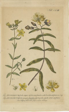Exquisite 1755 St. John's Wort Botanical Gravur von Philip Miller