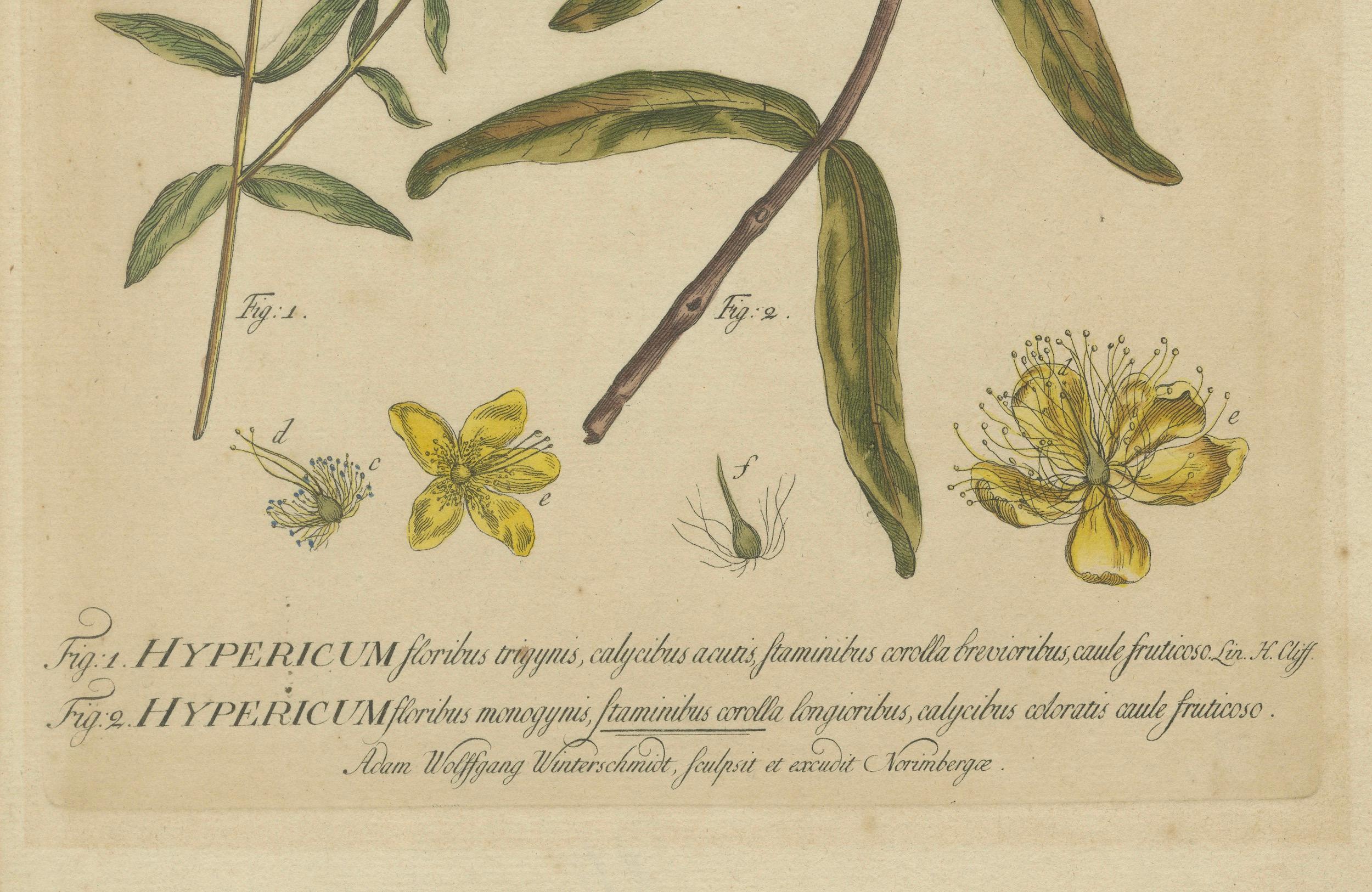 Squisita incisione botanica di John St. Johns del 1755 di Philip Miller In condizioni buone in vendita a Langweer, NL