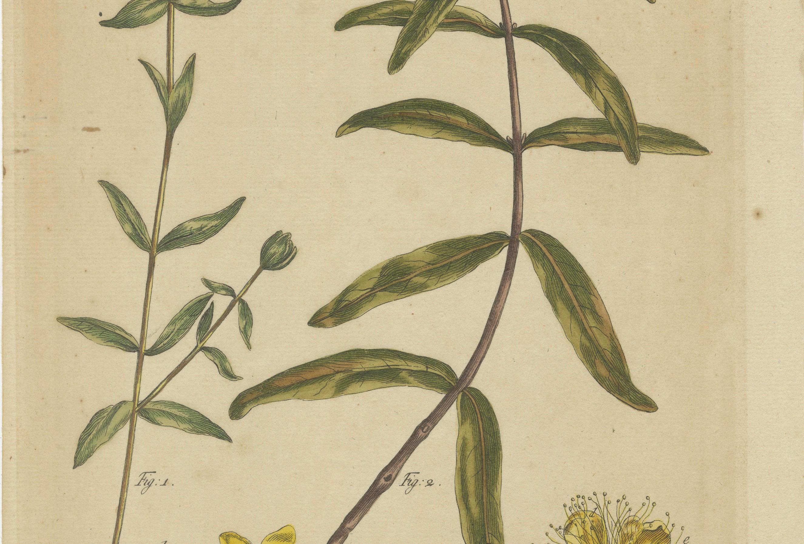 Metà XVIII secolo Squisita incisione botanica di John St. Johns del 1755 di Philip Miller in vendita