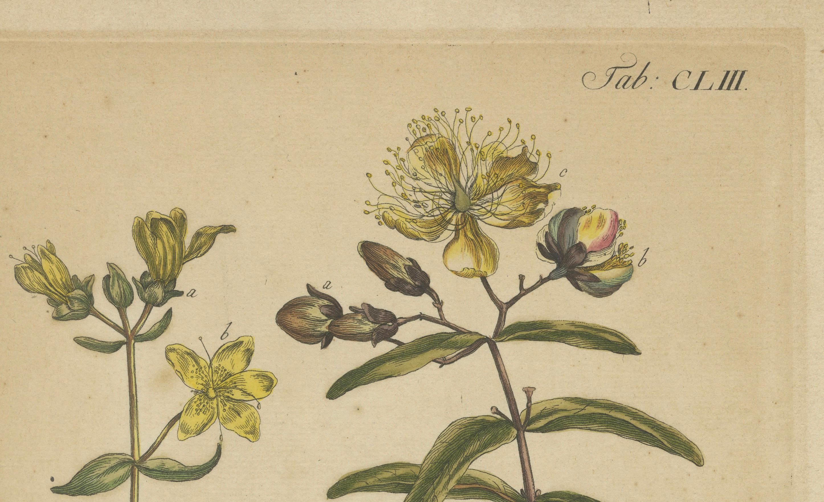 Carta Squisita incisione botanica di John St. Johns del 1755 di Philip Miller in vendita