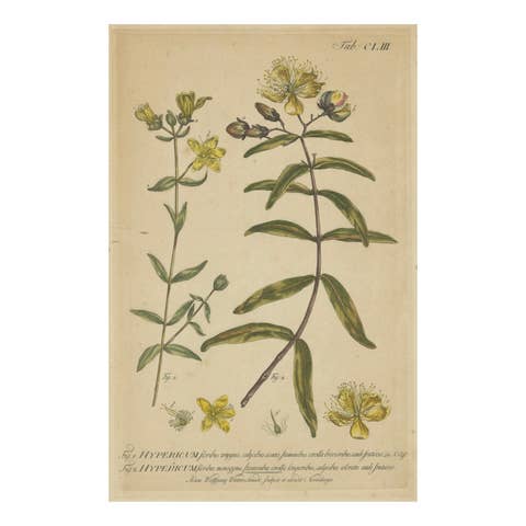 Exquisite 1755 St. John's Wort Botanical Engraving by Philip Miller