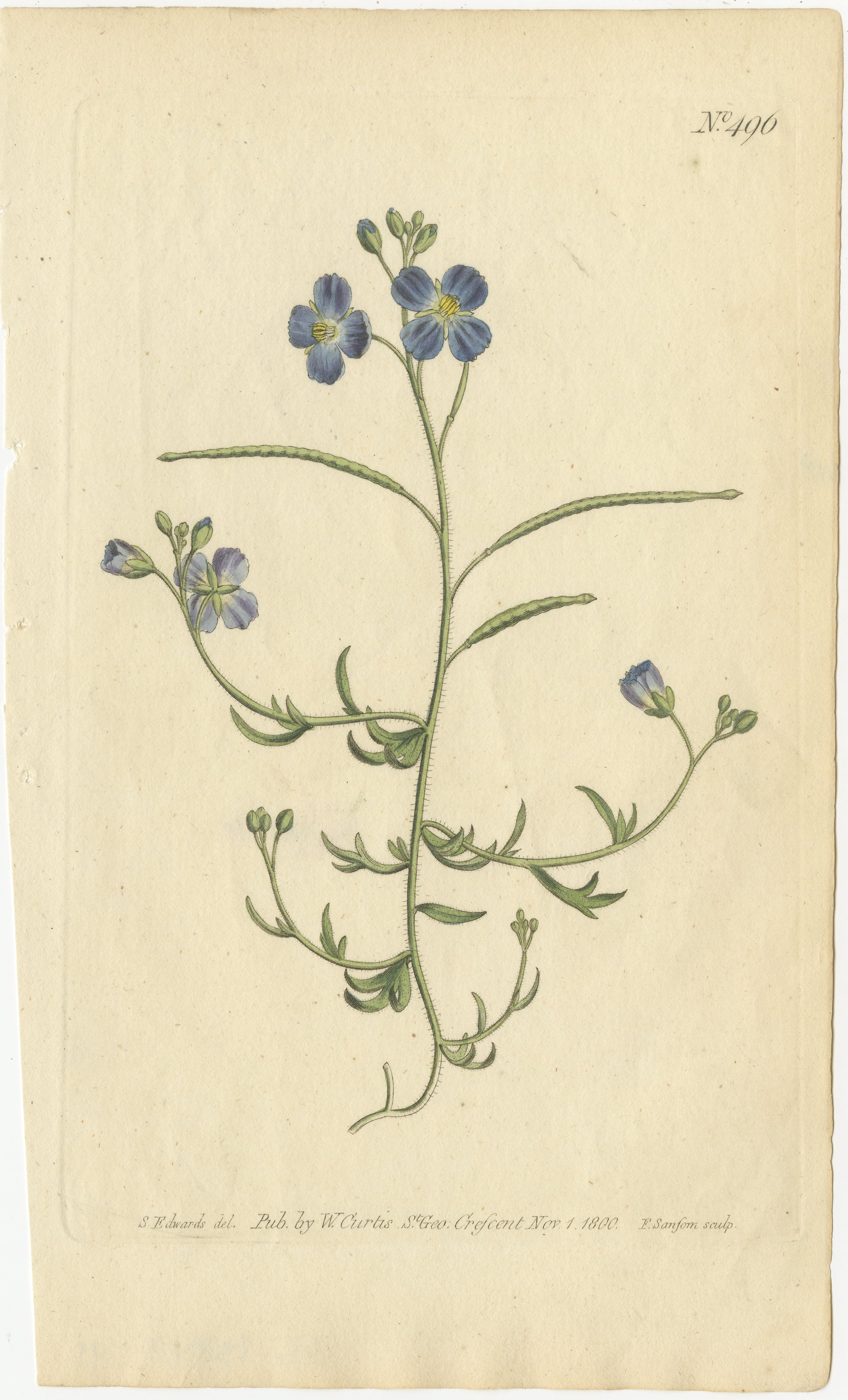 Delicate Blue Flower Study, Plate No. 496

This engraving is from a botanical series by William Curtis, likely part of the publication 