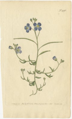 Exquisite 1800 Blue Wildflower Botanical Gravur - eine seltene florale Meisterwerk