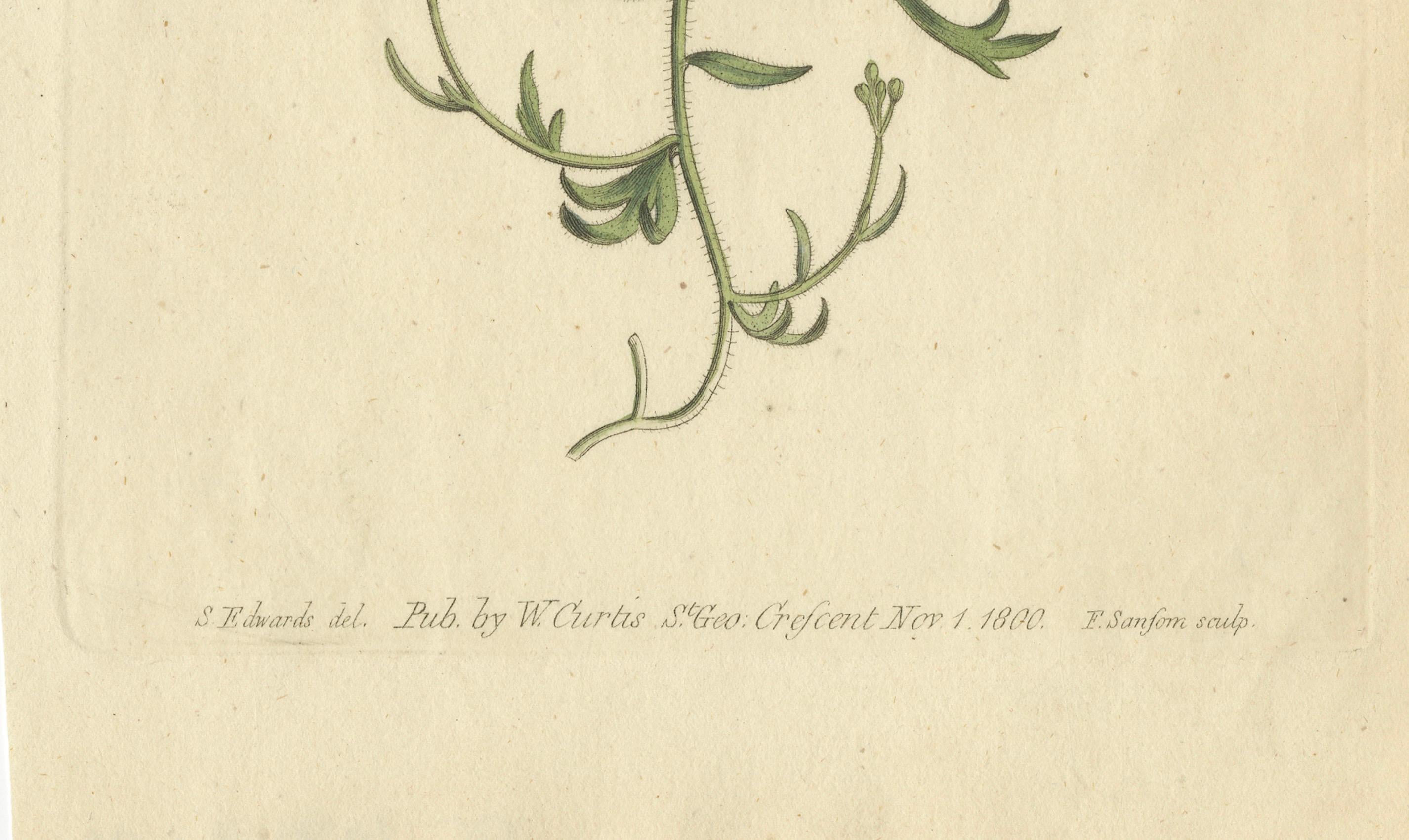 Engraved Exquisite 1800 Blue Wildflower Botanical Engraving – A Rare Floral Masterpiece For Sale