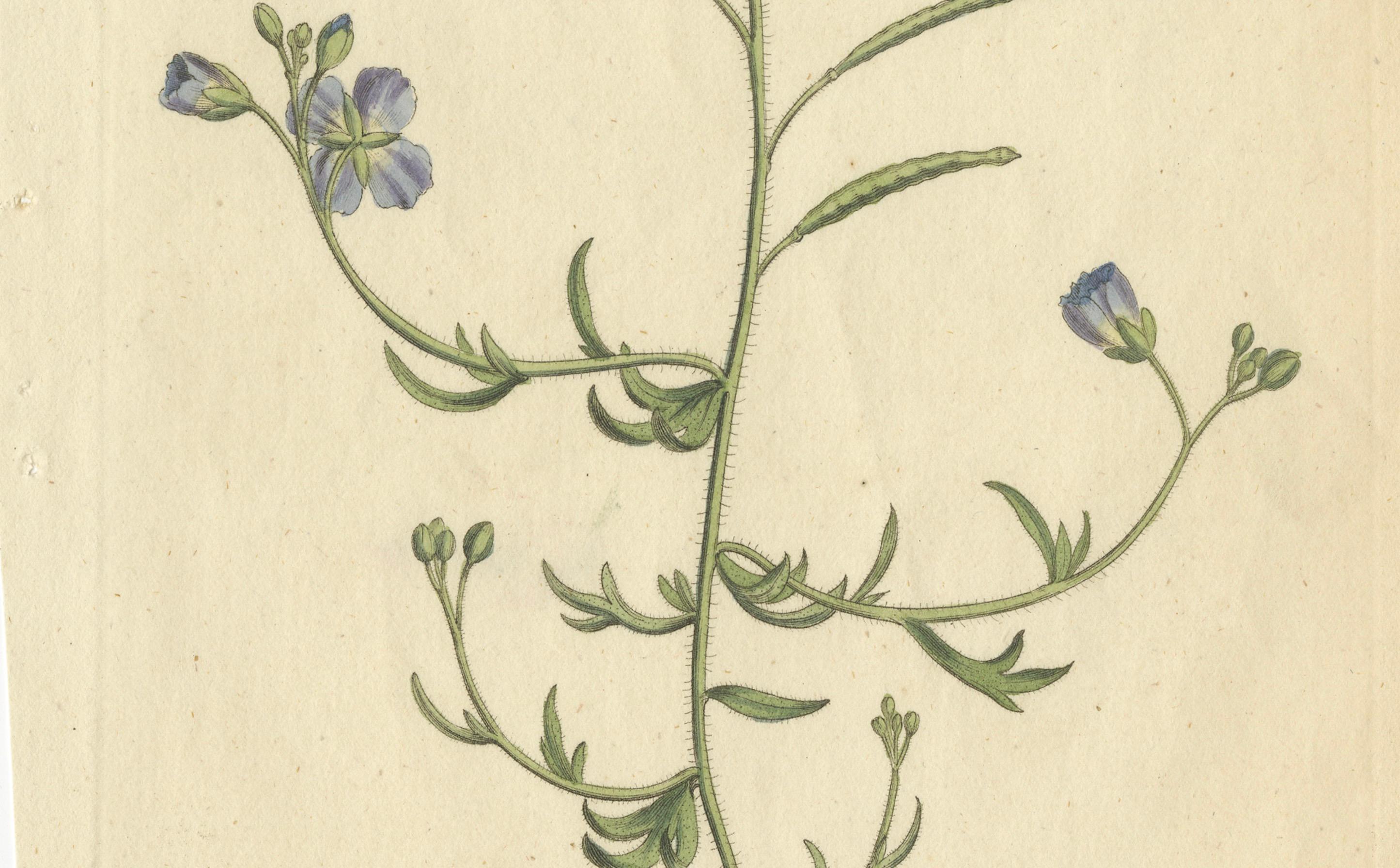 Exquisite 1800 Blue Wildflower Botanical Engraving – A Rare Floral Masterpiece In Good Condition For Sale In Langweer, NL