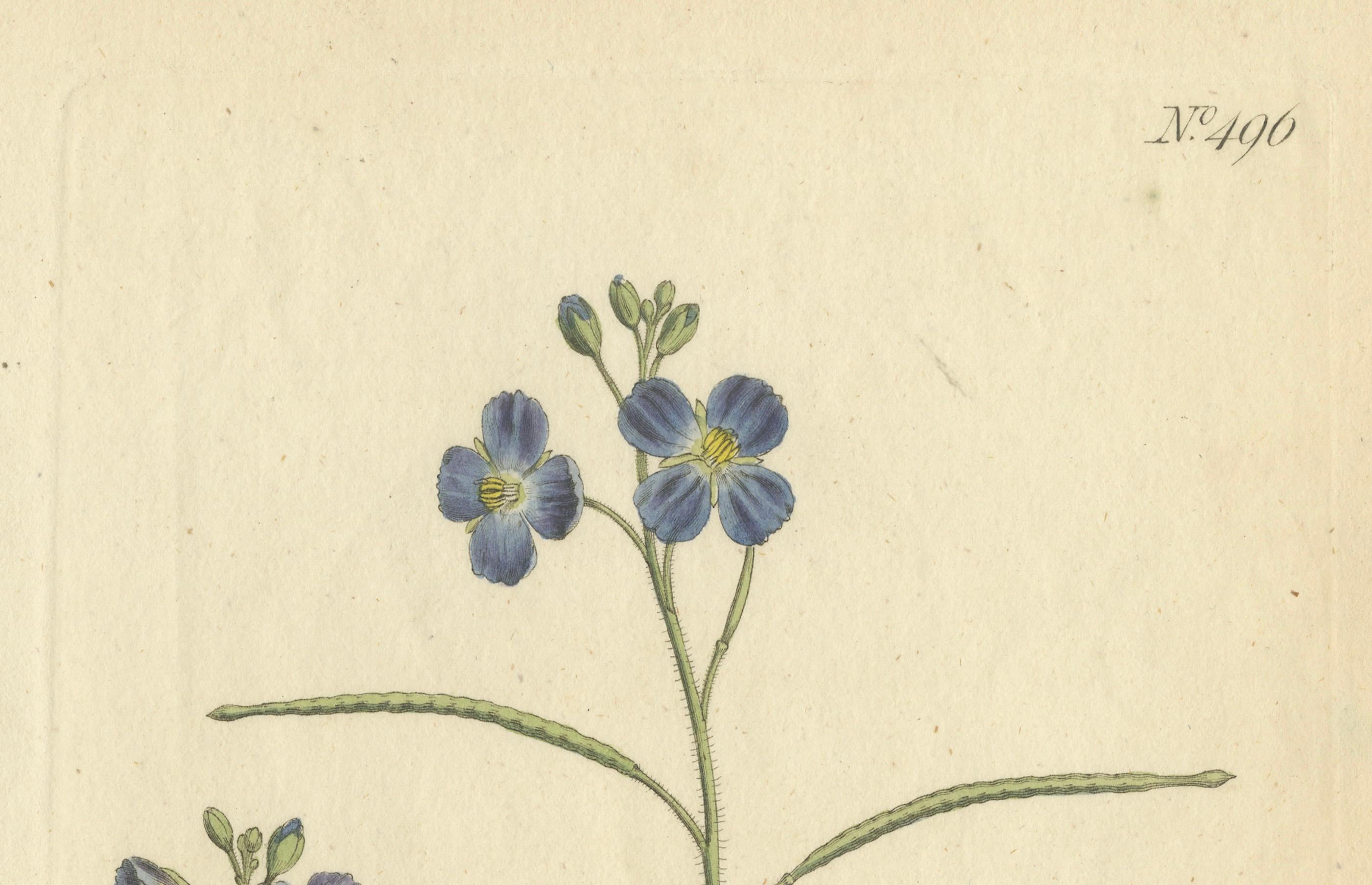 Early 19th Century Exquisite 1800 Blue Wildflower Botanical Engraving – A Rare Floral Masterpiece For Sale