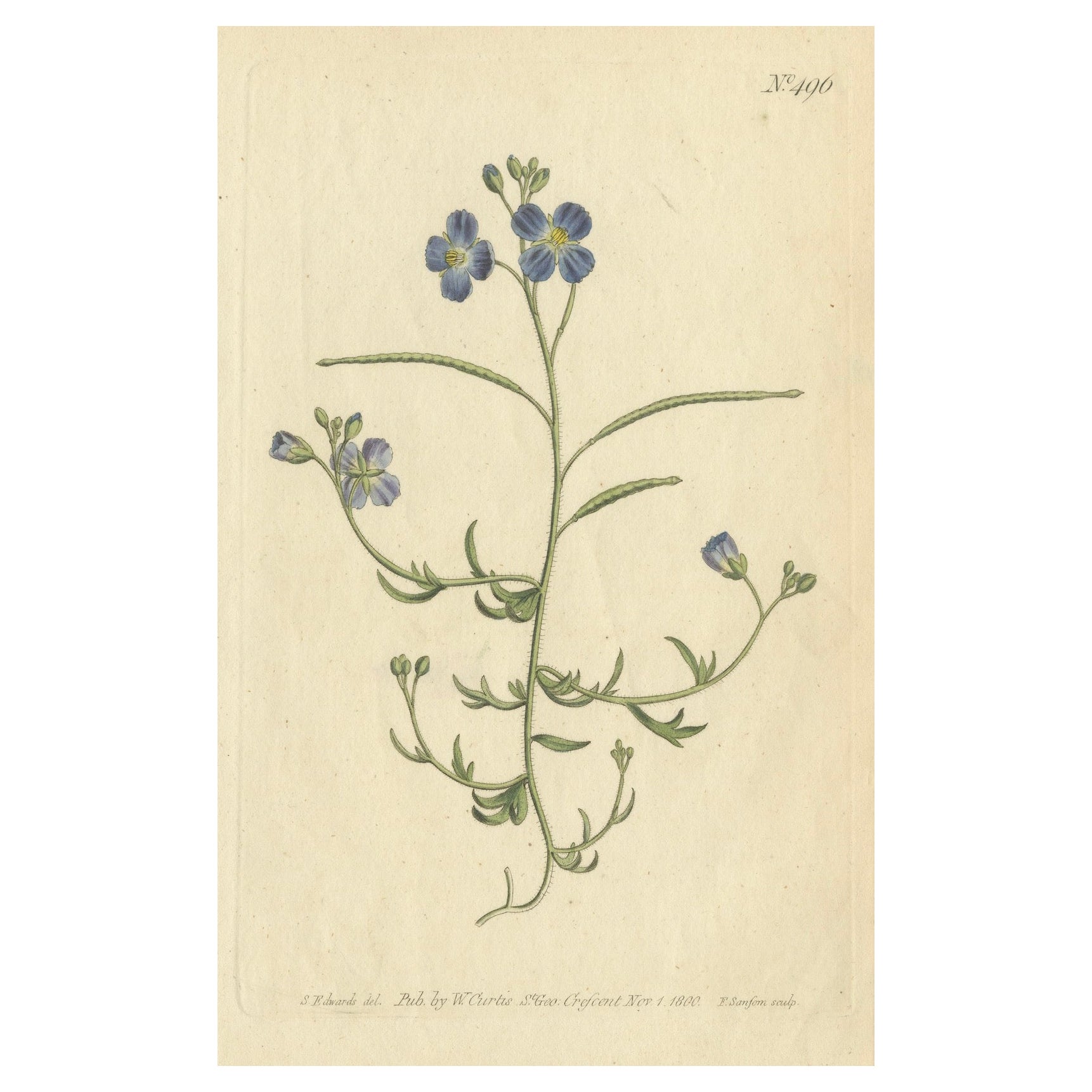 Exquisite 1800 Blue Wildflower Botanical Gravur - eine seltene florale Meisterwerk