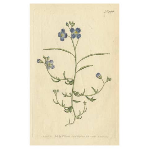 Exquisite 1800 Blue Wildflower Botanical Engraving – A Rare Floral Masterpiece