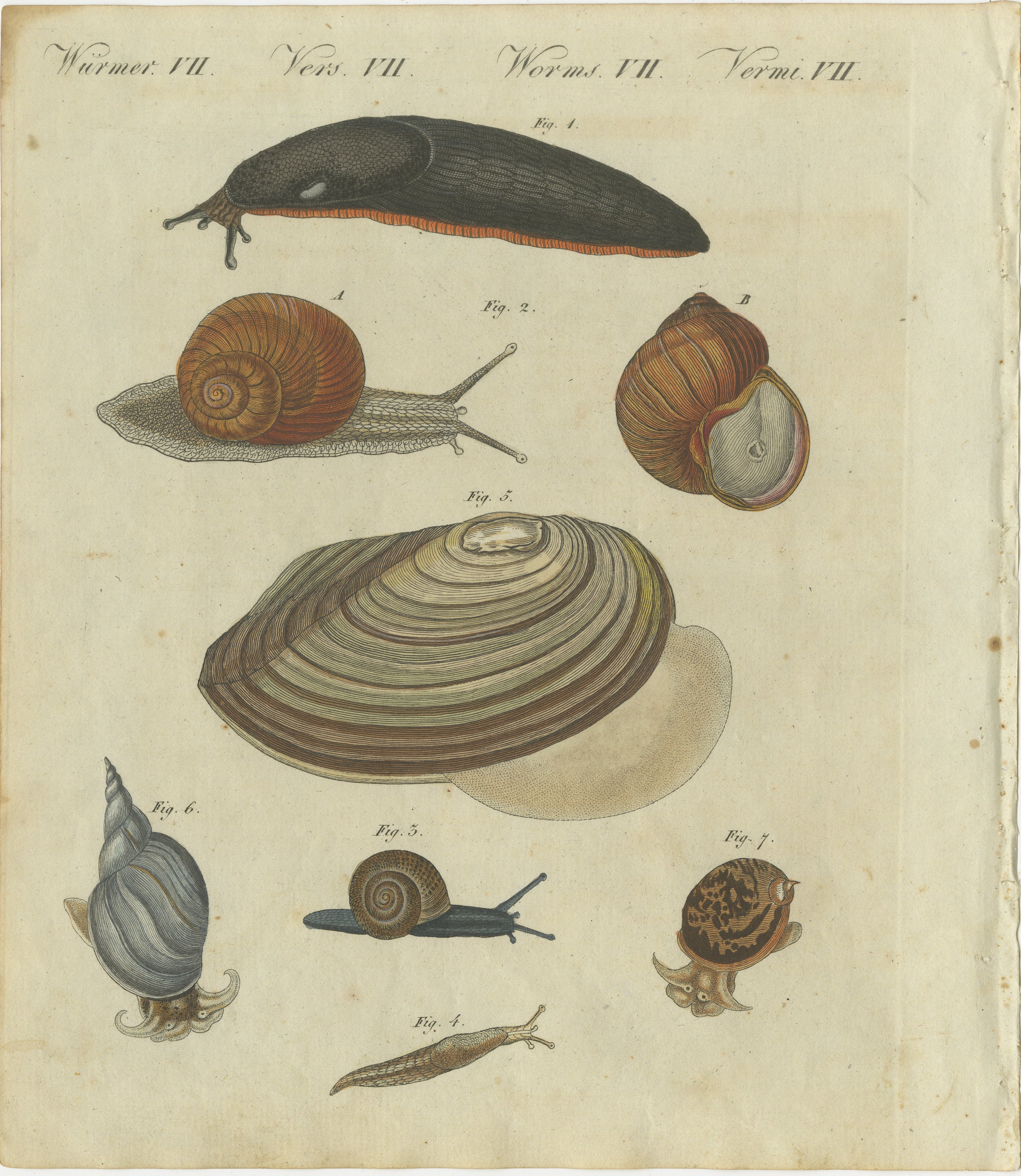 Titel: Exquisiter handkolorierter Stich von Weichtieren und Schnecken aus Bertuchs Werk von 1805  

Beschreibung:  
Dieser wunderschöne handkolorierte Stich stammt aus Friedrich Justin Bertuchs *Porte-Feuille des Enfants* (Kindermappe), das 1805