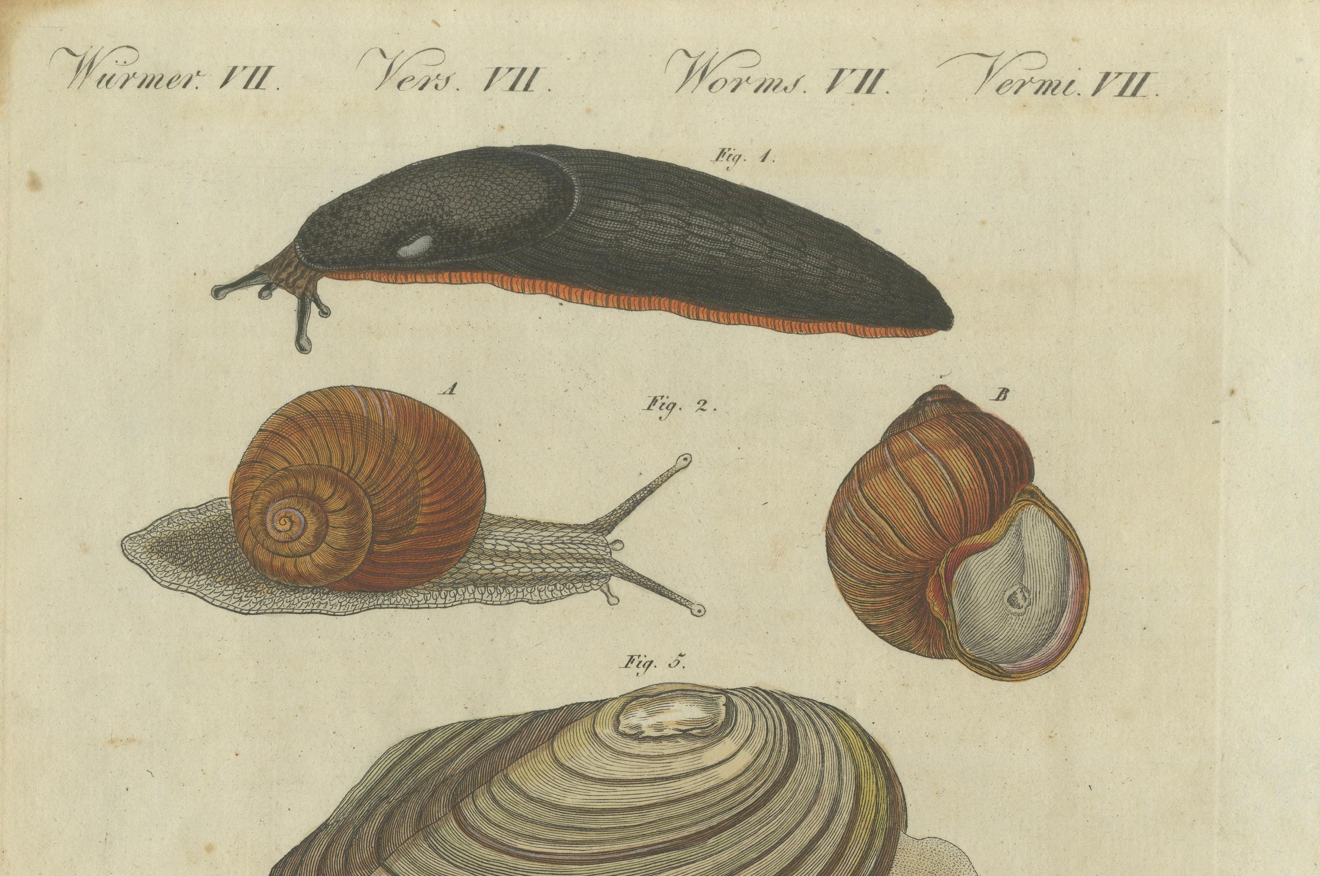 Exquisiter handkolorierter Stich von 1805 mit Mollusken und Schnecken aus Bertuchs Werk (Graviert) im Angebot