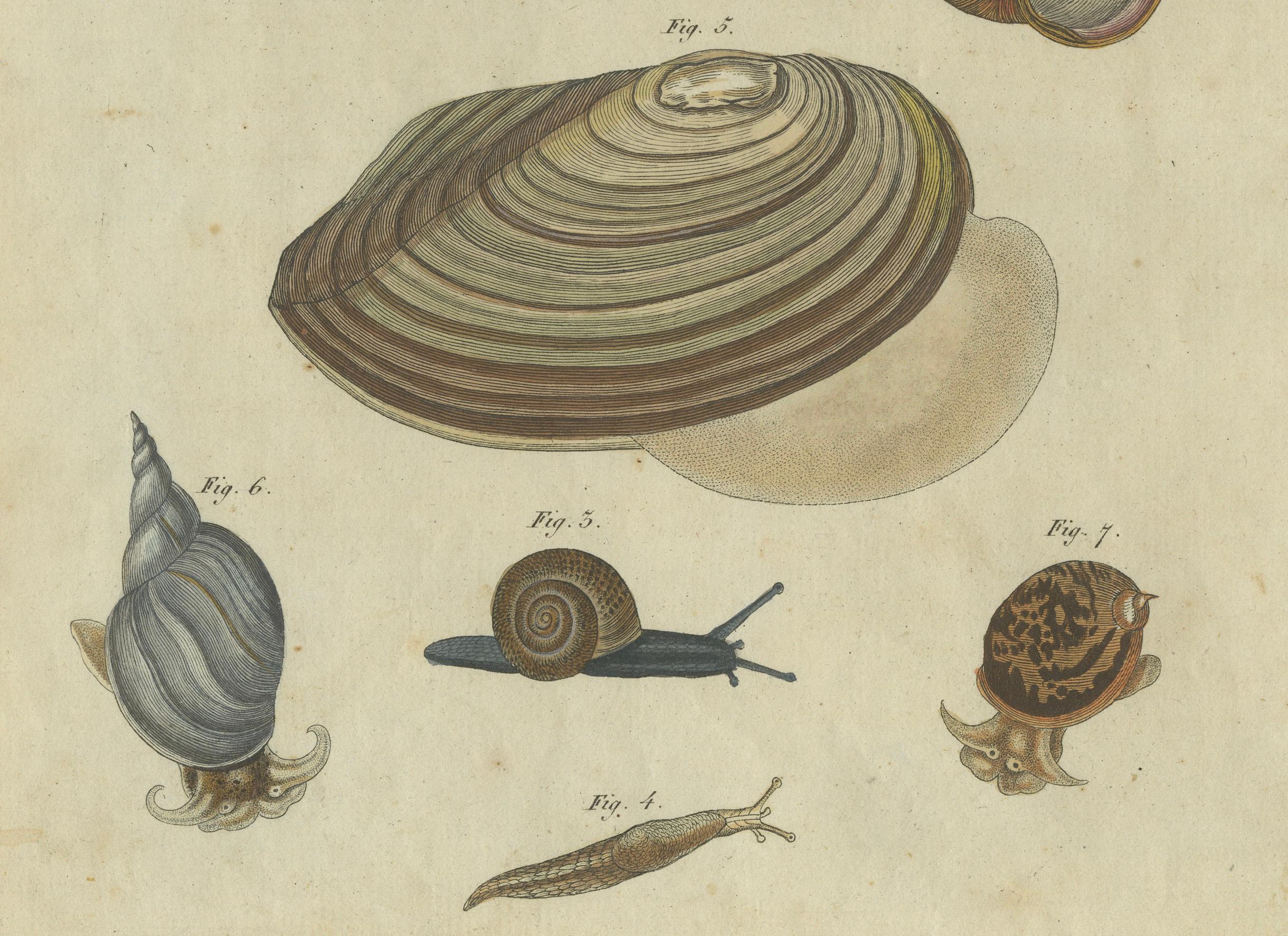 Exquisiter handkolorierter Stich von 1805 mit Mollusken und Schnecken aus Bertuchs Werk im Zustand „Gut“ im Angebot in Langweer, NL
