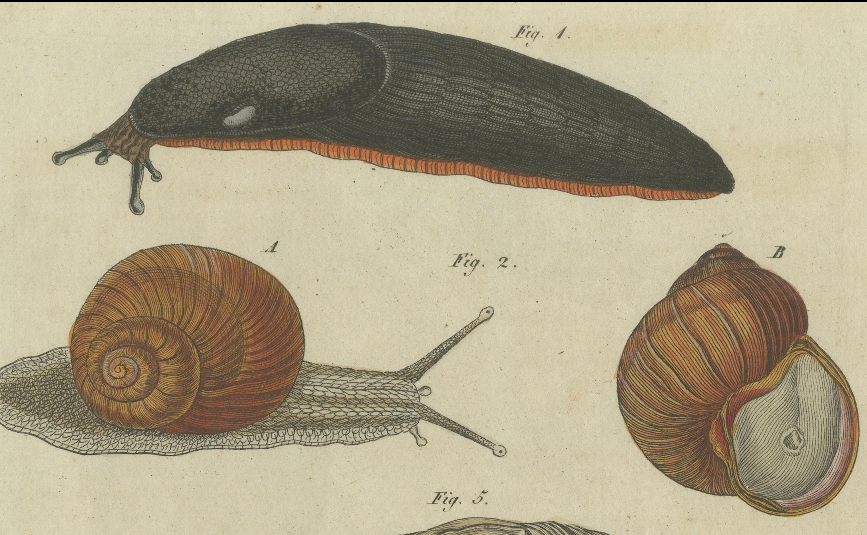 Exquisiter handkolorierter Stich von 1805 mit Mollusken und Schnecken aus Bertuchs Werk (Frühes 19. Jahrhundert) im Angebot