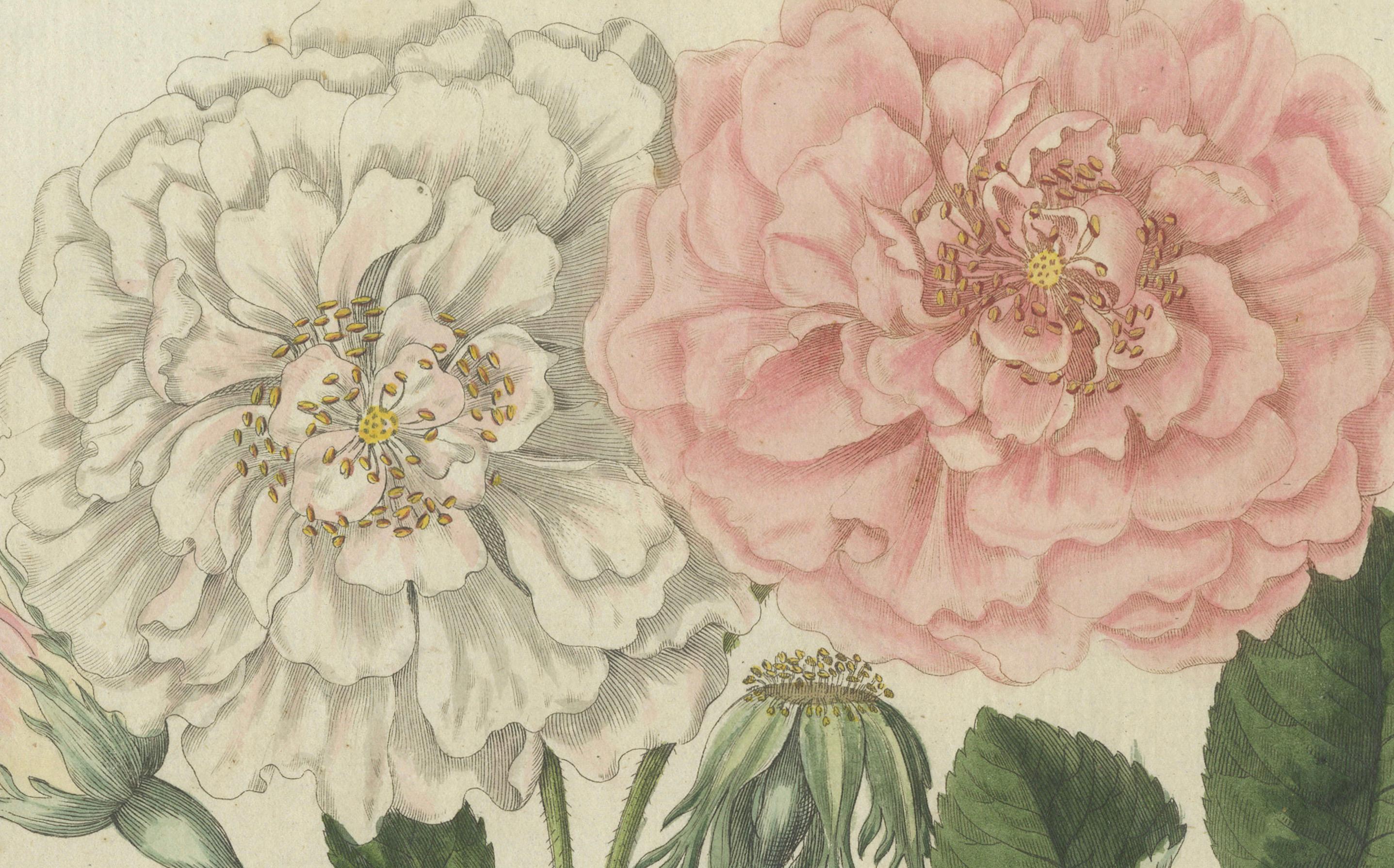 Engraved Exquisite 1805 Handcolored Botanical Engraving of Roses from Bertuch