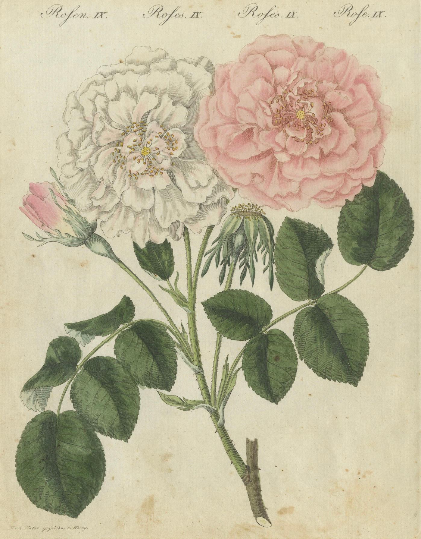 Exquisite 1805 Handcolored Botanical Engraving of Roses from Bertuch In Good Condition In Langweer, NL