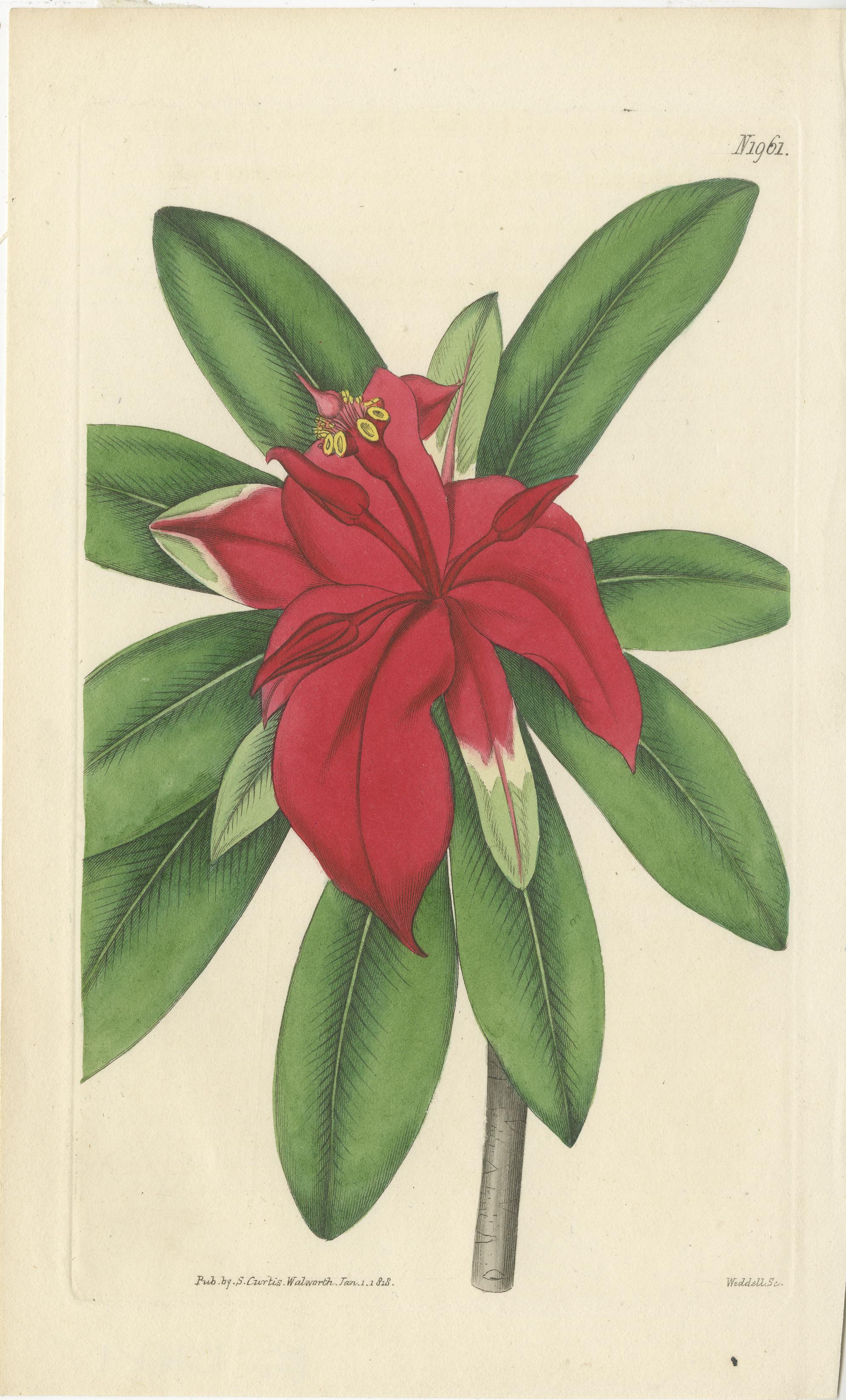 Die Abbildung zeigt sechs handkolorierte botanische Kupferstiche auf Pergamentpapier aus dem frühen 19. Jahrhundert, die der Publikation von Samuel Curtis zugeschrieben werden. 

Hier finden Sie eine Beschreibung der Pflanzen mit ihren lateinischen