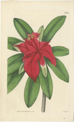 Exquisite 1818 Handcoloured Botanical Engraving Collection by Curtis