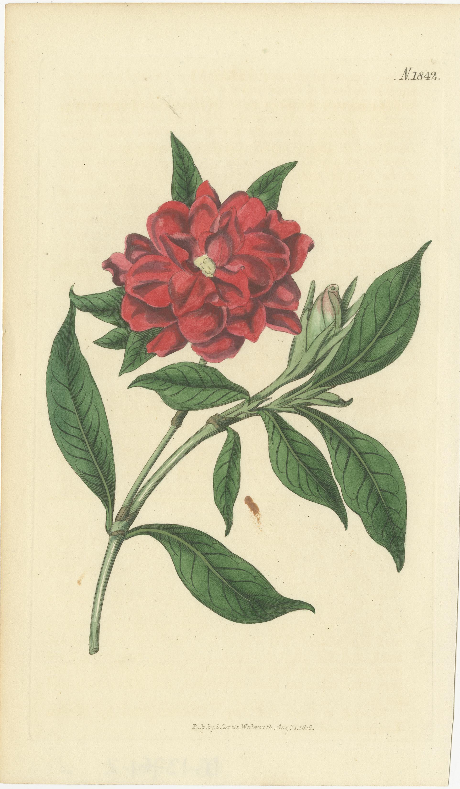 Exquisite handkolorierte botanische Kupferstichsammlung von Curtis aus dem Jahr 1818 (Graviert) im Angebot
