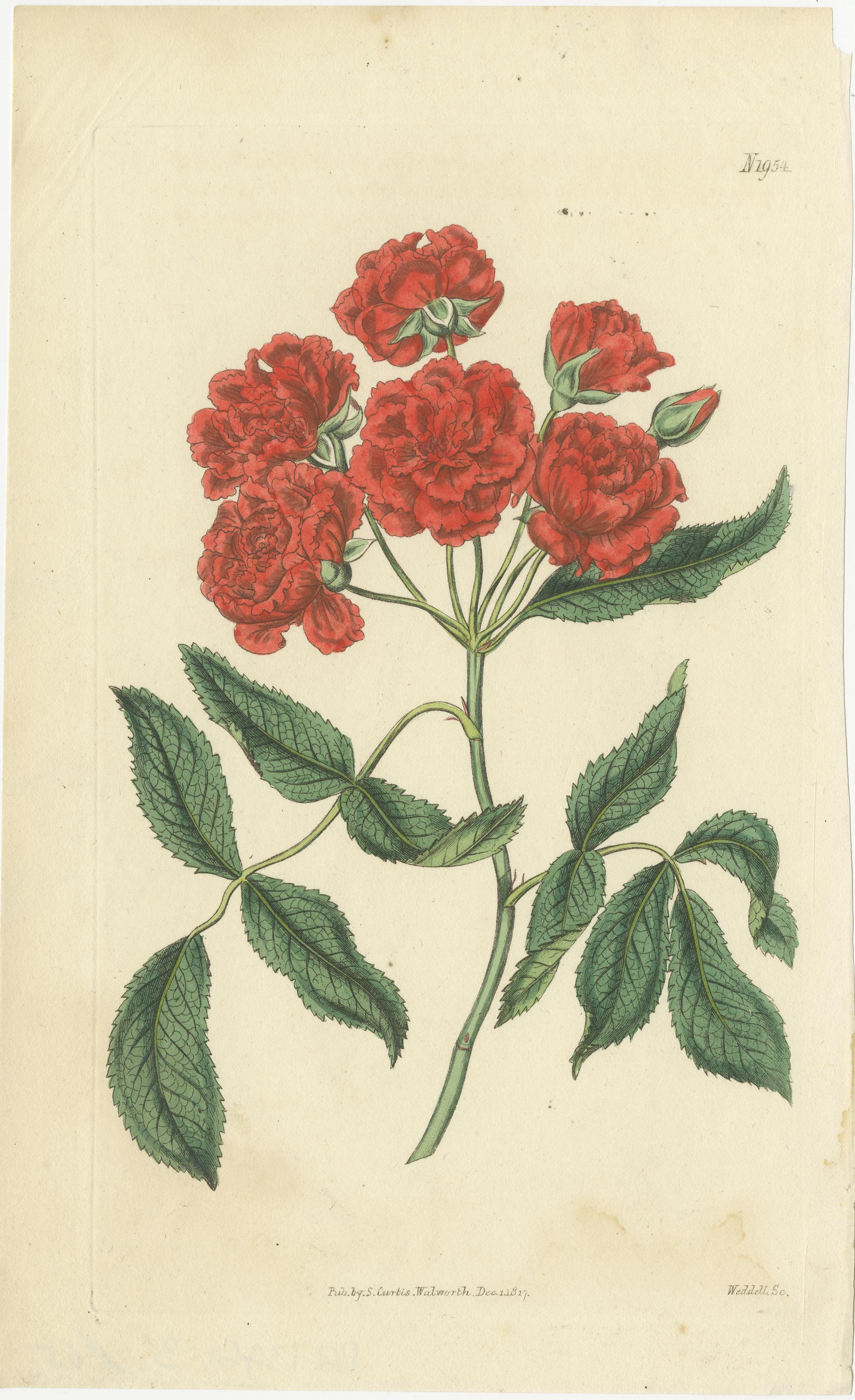 Exquisite handkolorierte botanische Kupferstichsammlung von Curtis aus dem Jahr 1818 im Zustand „Gut“ im Angebot in Langweer, NL