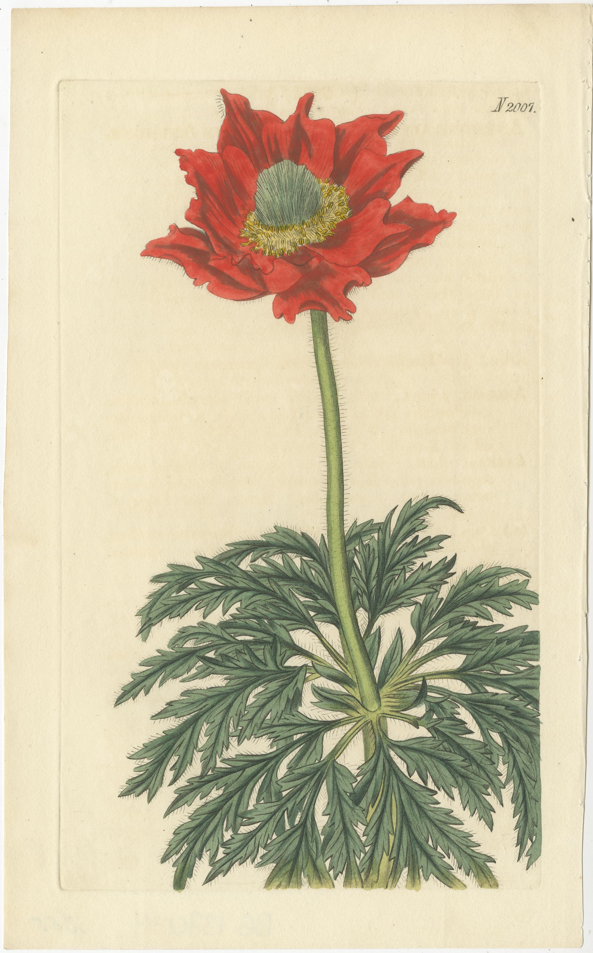 Exquisite handkolorierte botanische Kupferstichsammlung von Curtis aus dem Jahr 1818 (Frühes 19. Jahrhundert) im Angebot