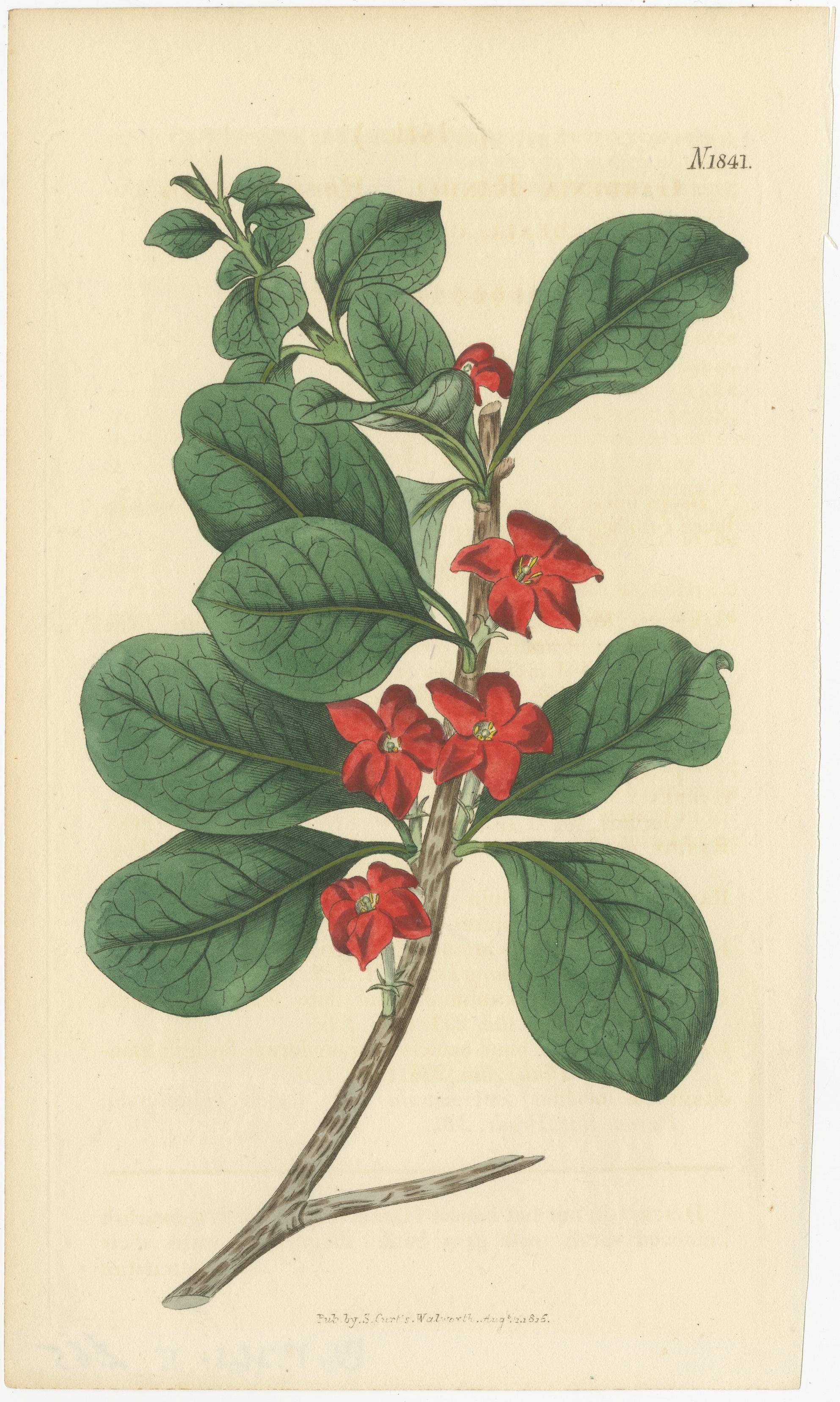 Exquisite handkolorierte botanische Kupferstichsammlung von Curtis aus dem Jahr 1818 (Papier) im Angebot