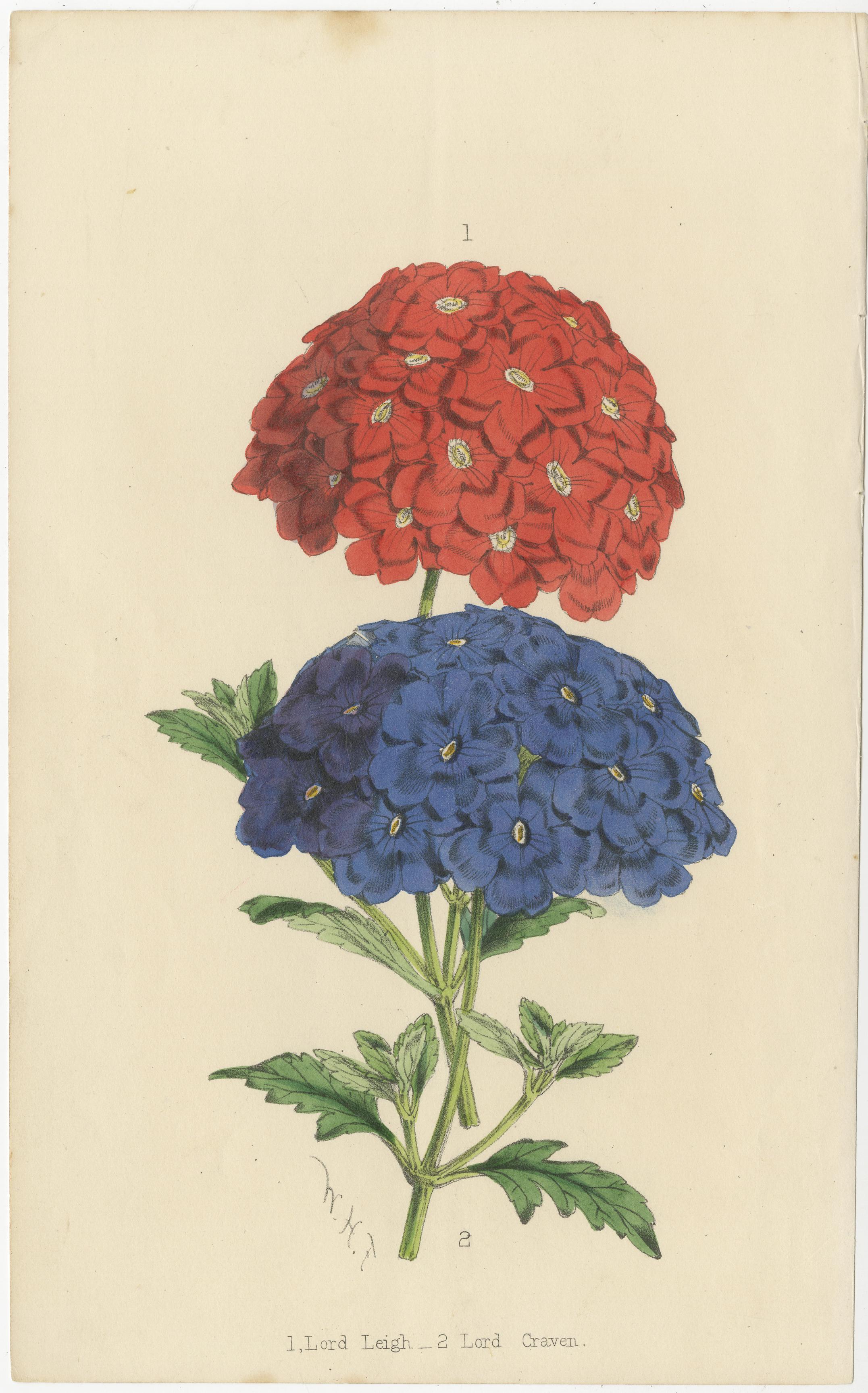 Exquisite handkolorierte botanische Kupferstichsammlung von Curtis aus dem Jahr 1818 im Angebot 1