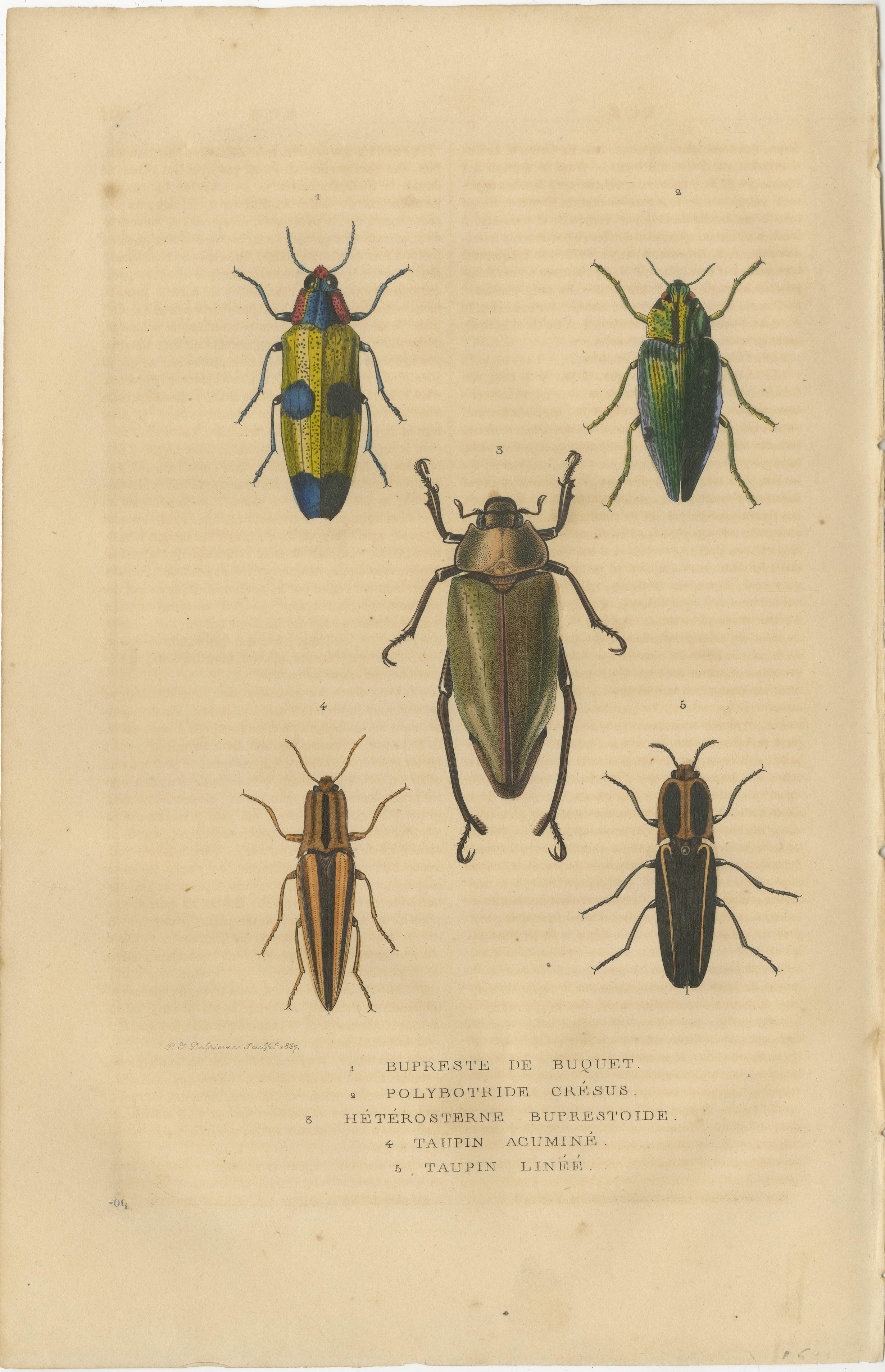 The two engravings presented are detailed handcolored illustrations of beetles, produced by Drapiez in 1845. These artworks are scientific in nature, meant for the study and appreciation of entomology.

On the left side, we see four beetles, each
