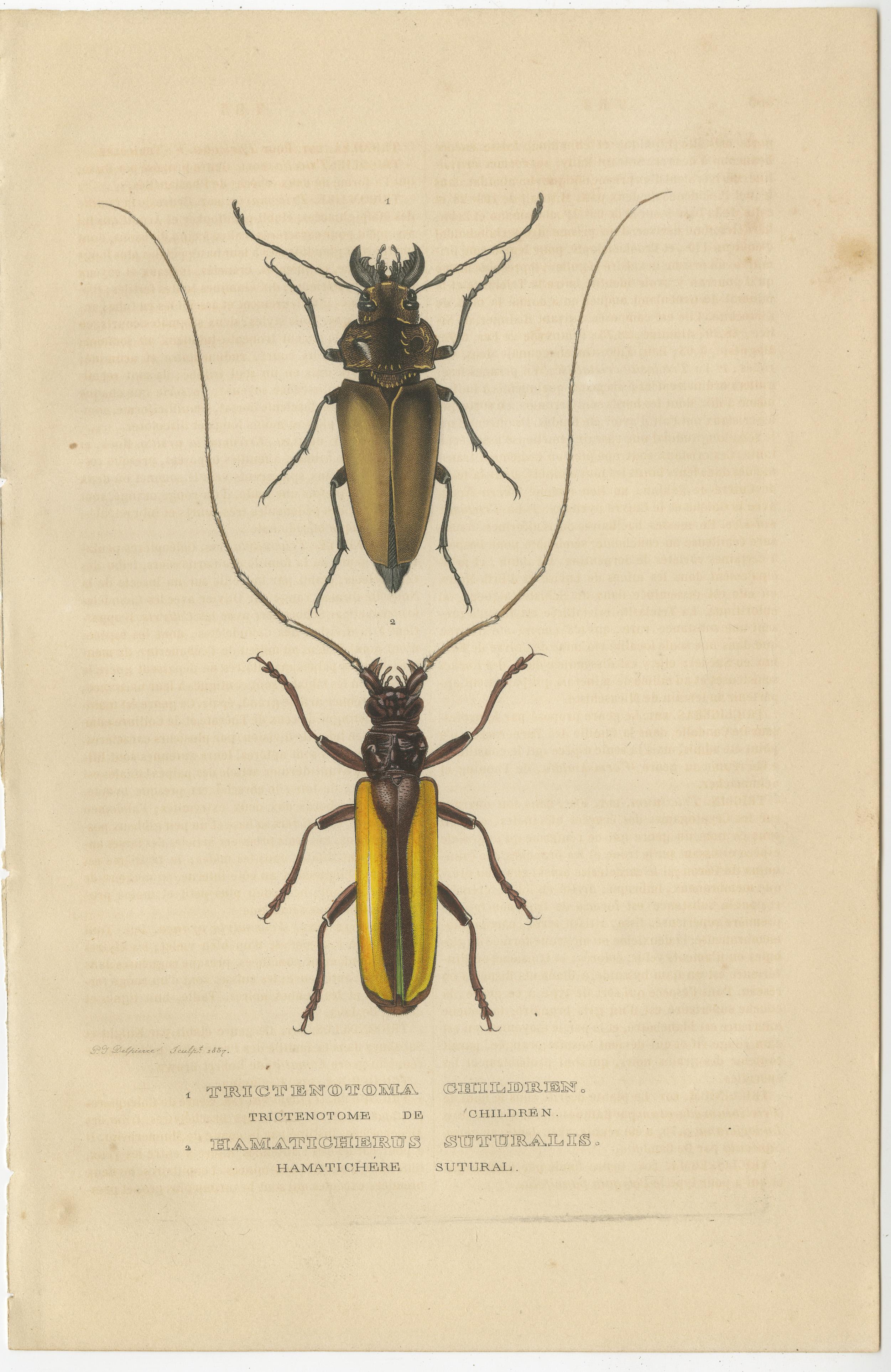 Engraved Exquisite 1845 Handcolored Beetle Engravings: A Duo of Entomological Elegance