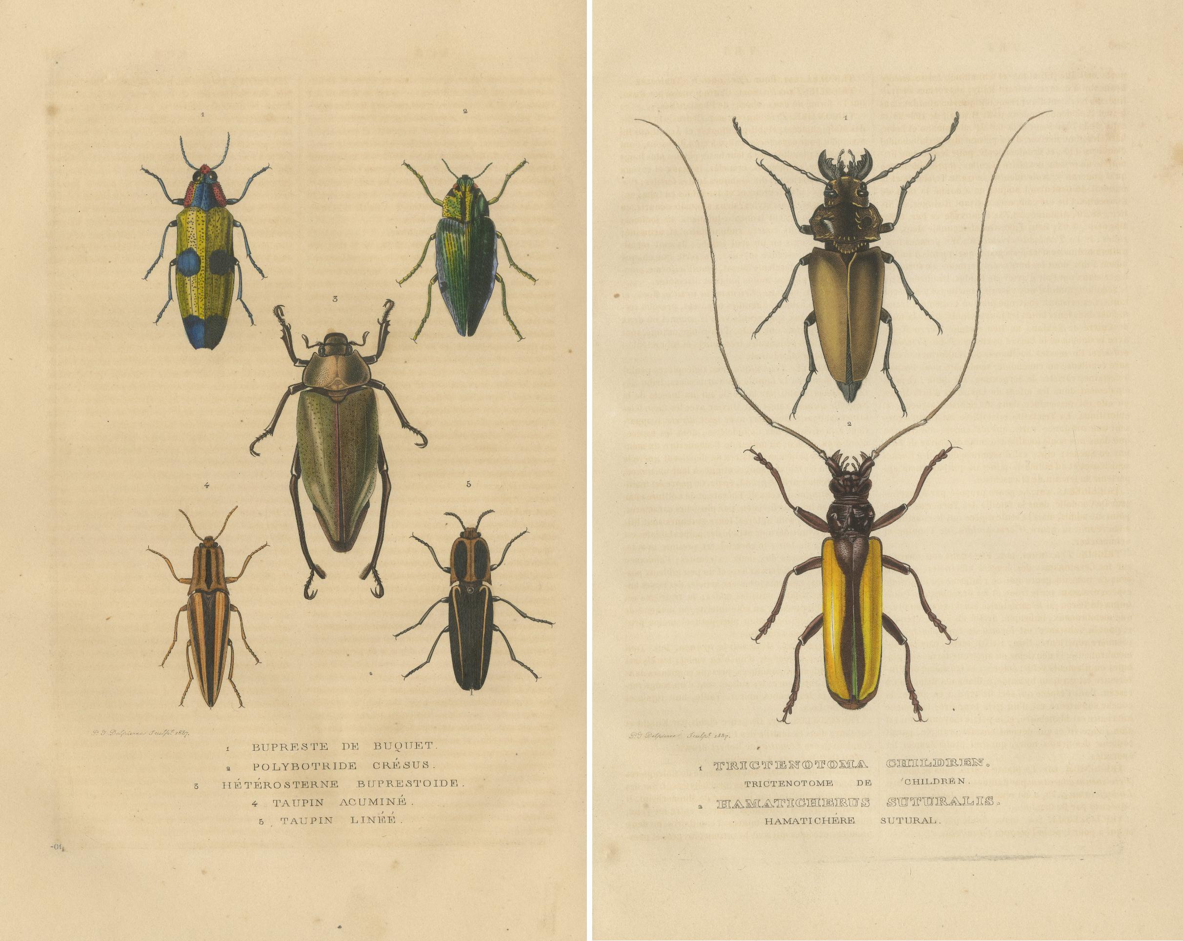 Exquisite 1845 Handcolored Beetle Engravings: A Duo of Entomological Elegance In Good Condition In Langweer, NL