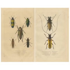 Exquisite 1845 Handcolored Beetle Engravings: A Duo of Entomological Elegance Exquisite 1845 Handcolored Beetle Engravings: A Duo of Entomological Elegance