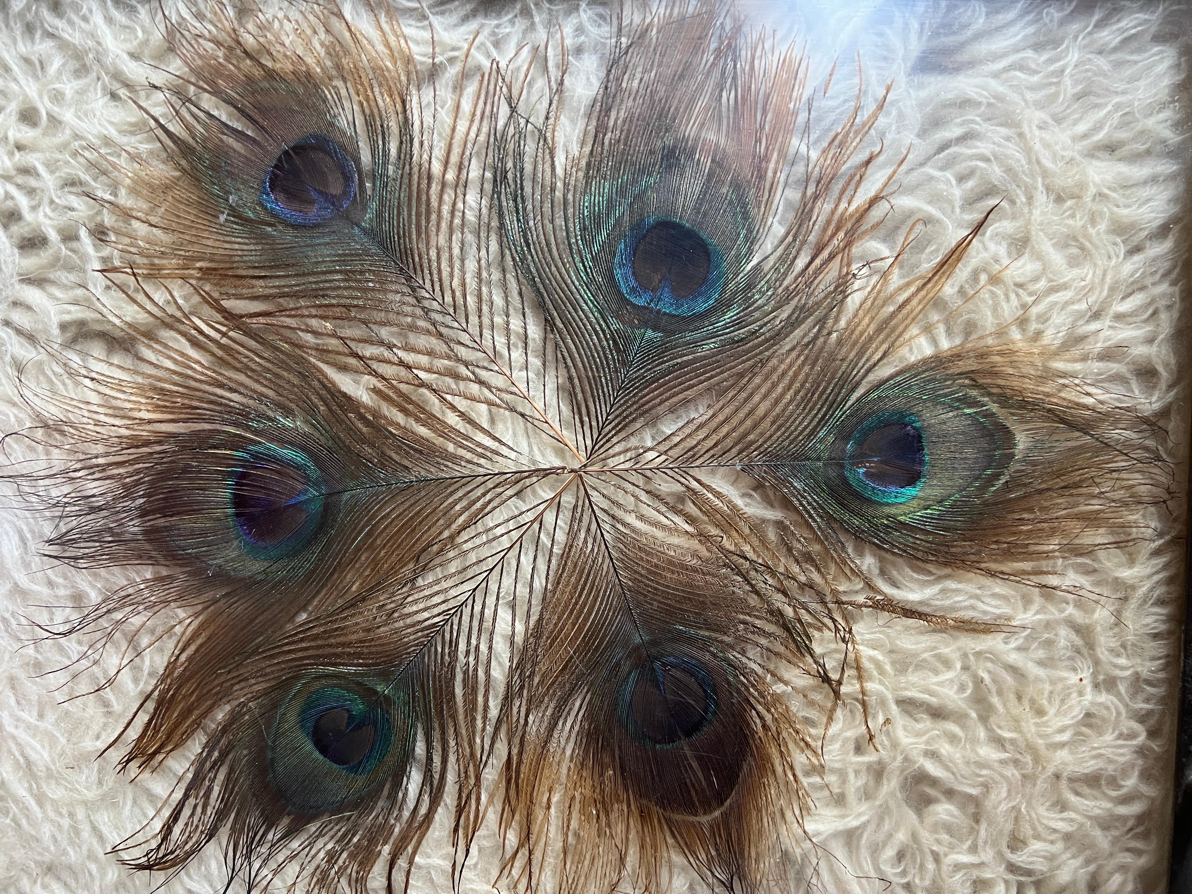 Exquisite 1930s Brass Tray with Encased Peacock Feathers 4